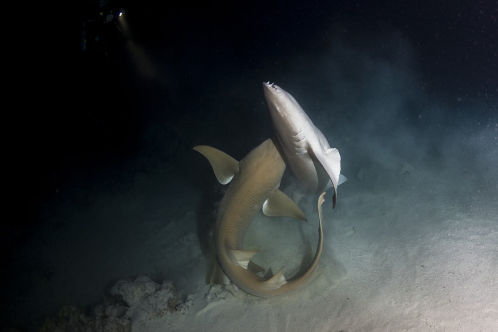 image of two nurse sharks mating inthe sea