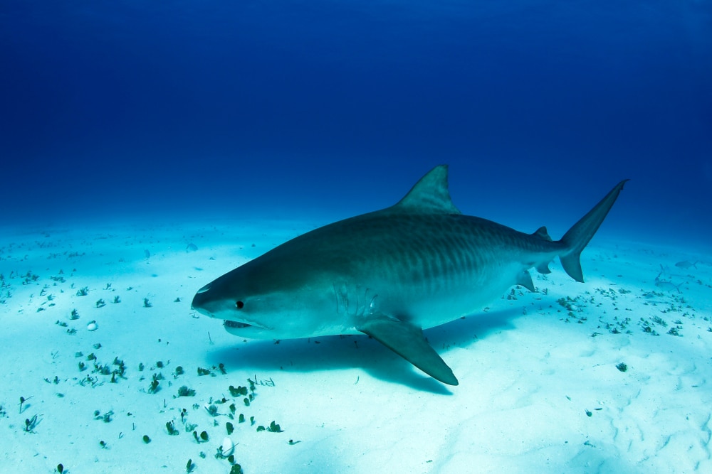 image of a pregnant tiger shark swimming on the sandy ocean floor