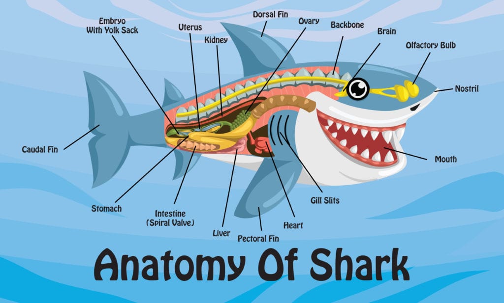 illustration chart of anatomy of shark