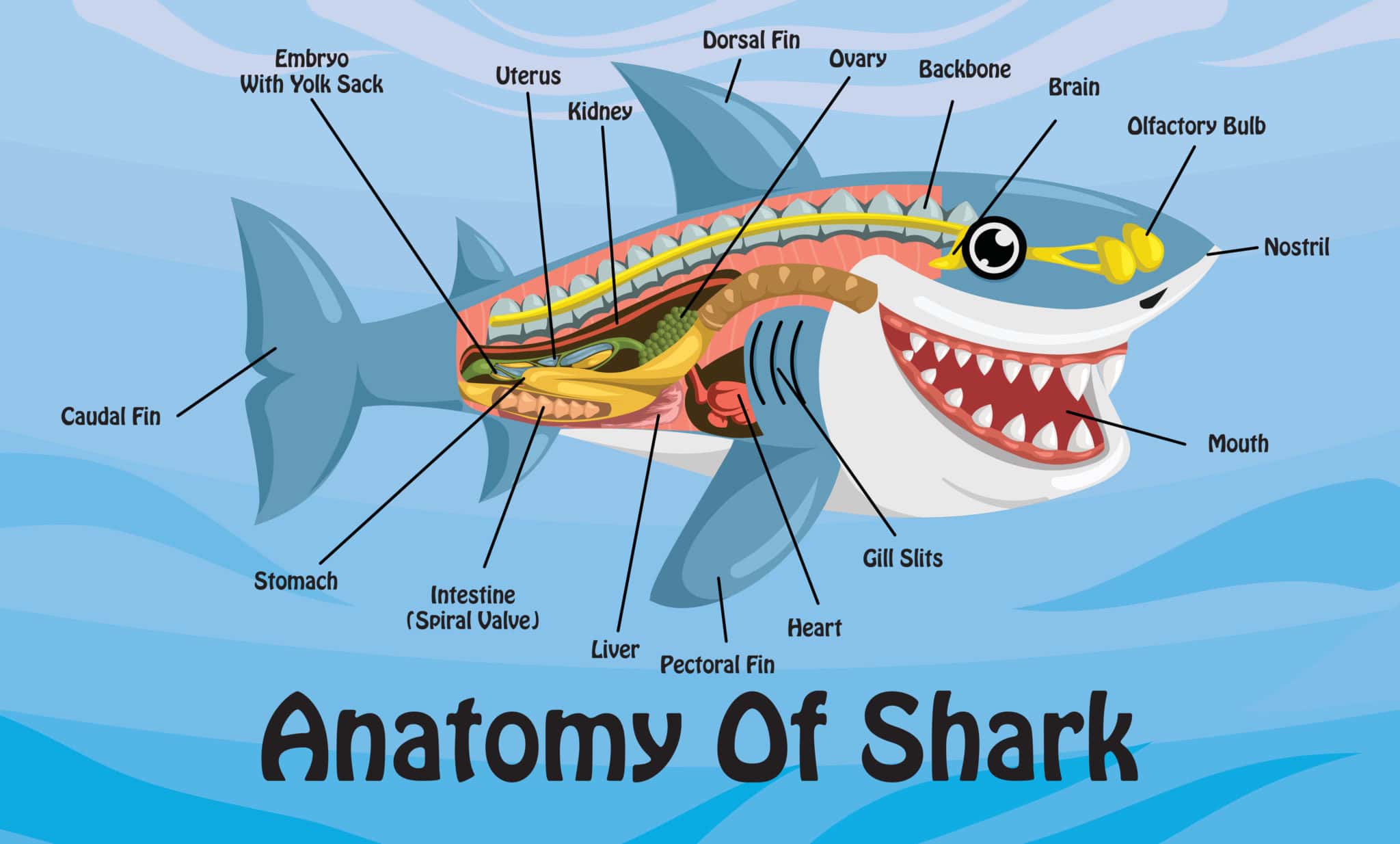 Какой мозг акулы. Анатомия акулы. Строение акулы. Внутреннее строение акулы. Анатомия акулы акулы.