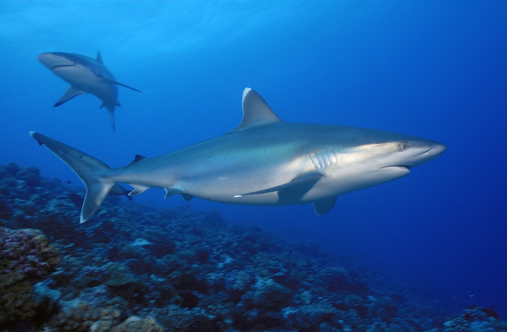 another viviparous shark is the silvertip shark. A couple of silvertip sharks swimming above the coral reef