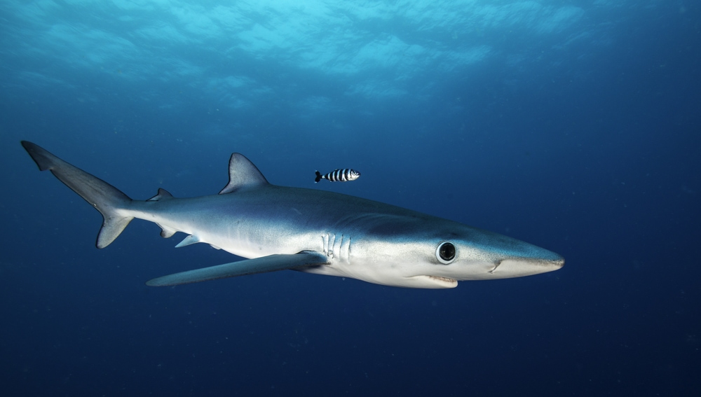 an example of a viviparous shark, the blue shark swimming underwater in Western Cape, South Africa