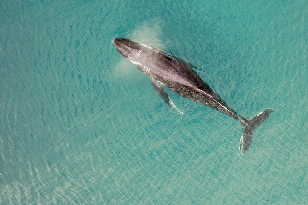 aerial view of a humpback whale swimming in the ocean