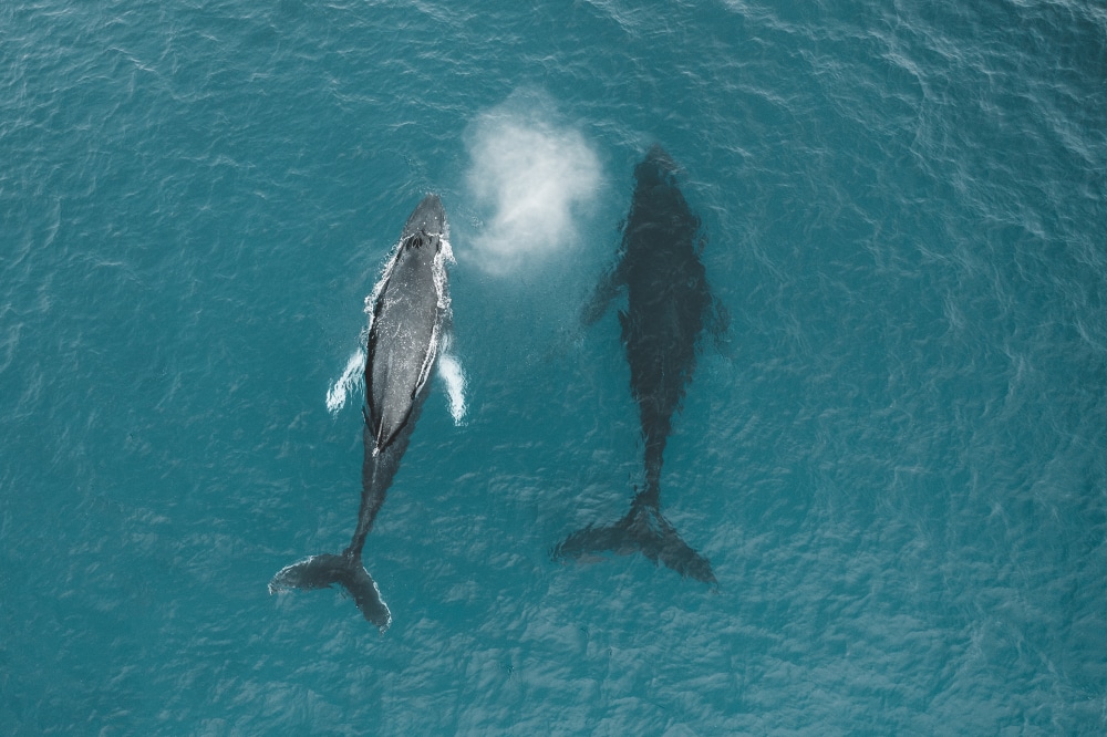 aerial shot of a breathing humpback whale spouting water in Hawaii