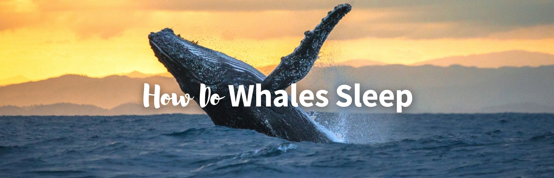 How whale sleep