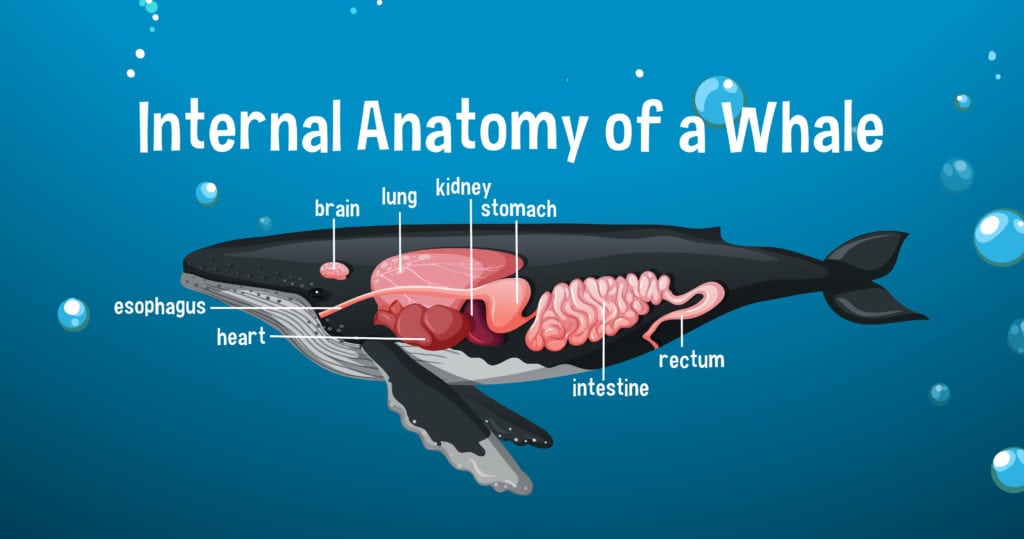 illustration of the internal anatomy of whale