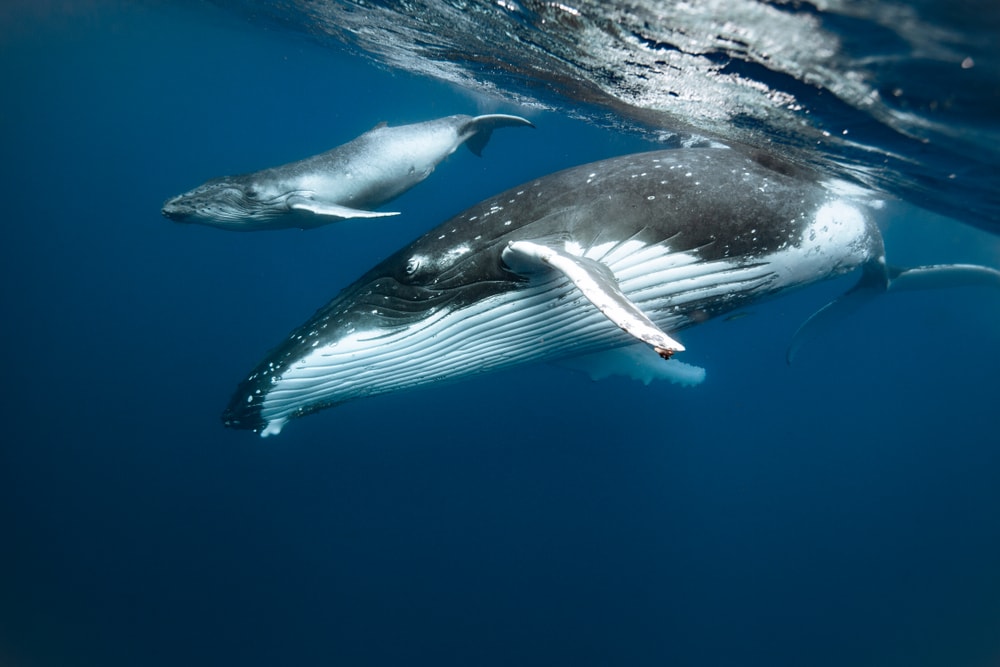 image of a mother humpback whale and her calf swimming in Tonga sea