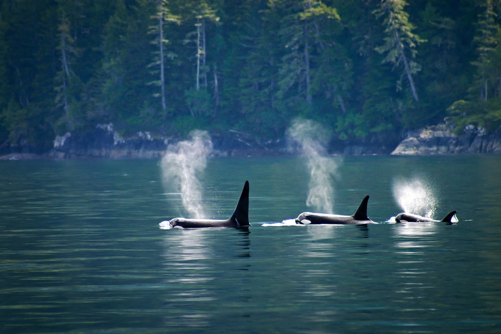 3 killer whales in a row spouting water at Telegraph cove at Vancouver Island, British Columbia, Canada.