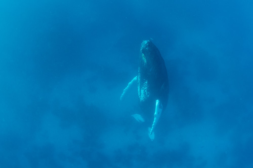 A humpback whale sleeps vertically in the clear, blue waters of the Caribbean Sea.