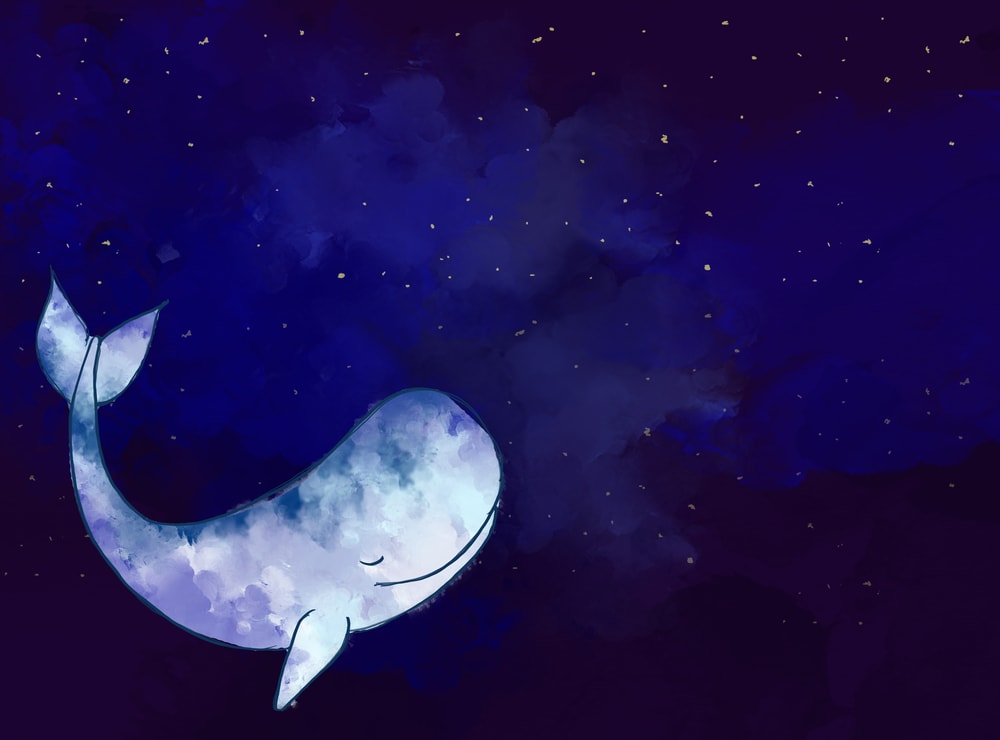 illustration of whale sleeping under the night skies and stars
