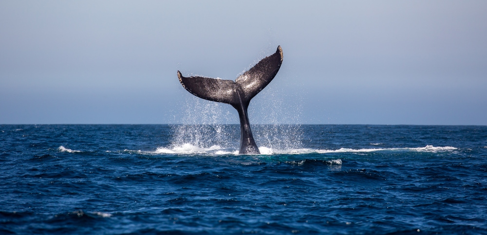 image of a humpback whales' tail dripping with water on the ocean