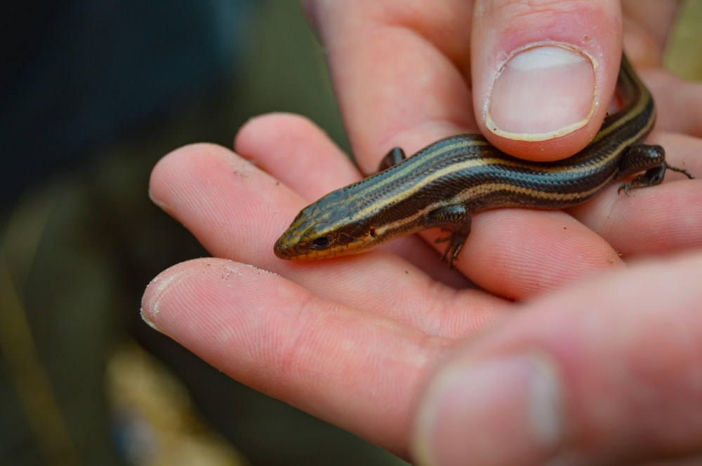 A coal skink caught near a rocky sandstone held in hand