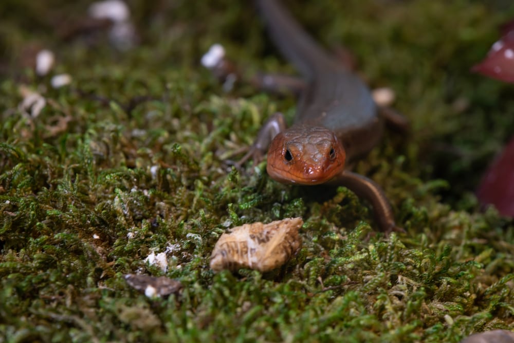 an adult broad-headed male skink on forest floor
