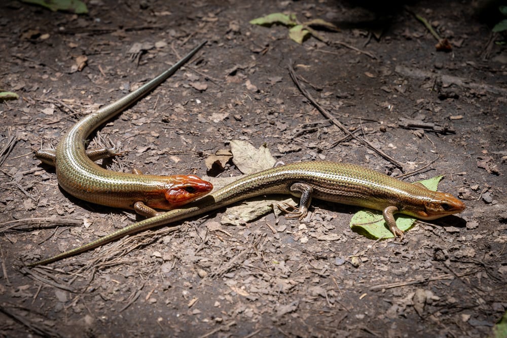 A male and female broad-headed skink in the forest floor