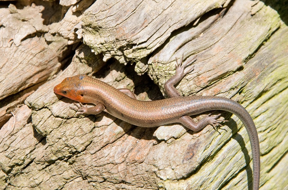 a male Coal Skink in breeding colors with a reddish head, basking and feeding along the wooden base