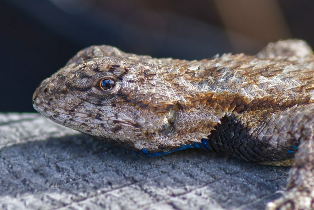 eastern fence lizard (Sceloporus undulatus) close up of face and head,