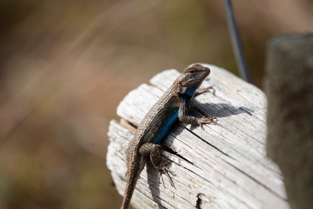 Large male eastern fence lizard on a wooden post