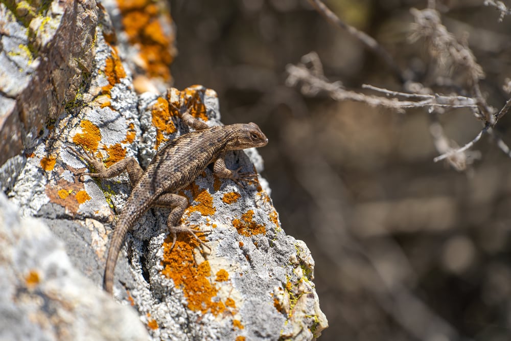 Eastern Fence Lizard (Sceloporus undulatus) sitting on a rock.