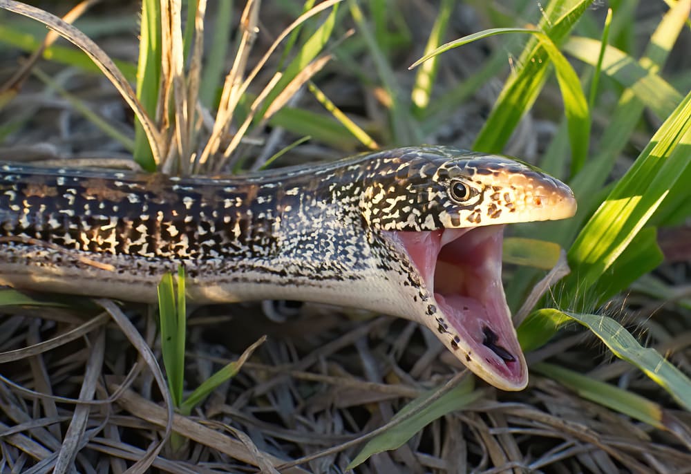 Eastern glass lizard - Ophisaurus ventralis - in grass with mouth wide open showing black tongue, eye and side detail