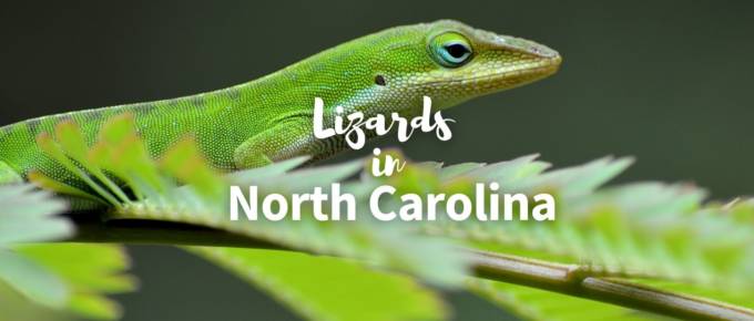 lizards in north Carolina featured image
