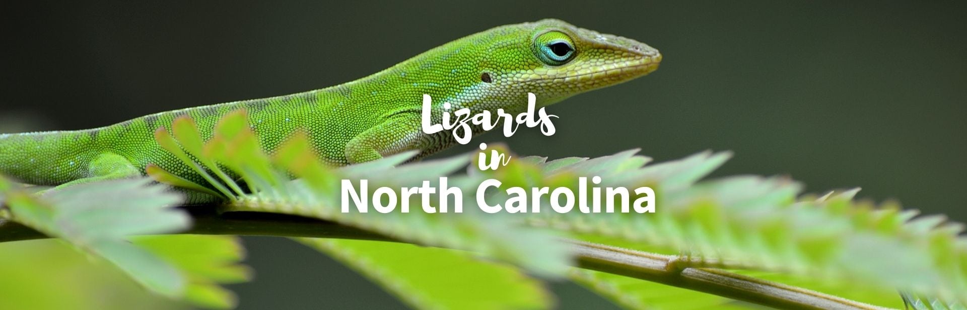 13 Species of Lizards in North Carolina: Facts and Detailed Pictures!