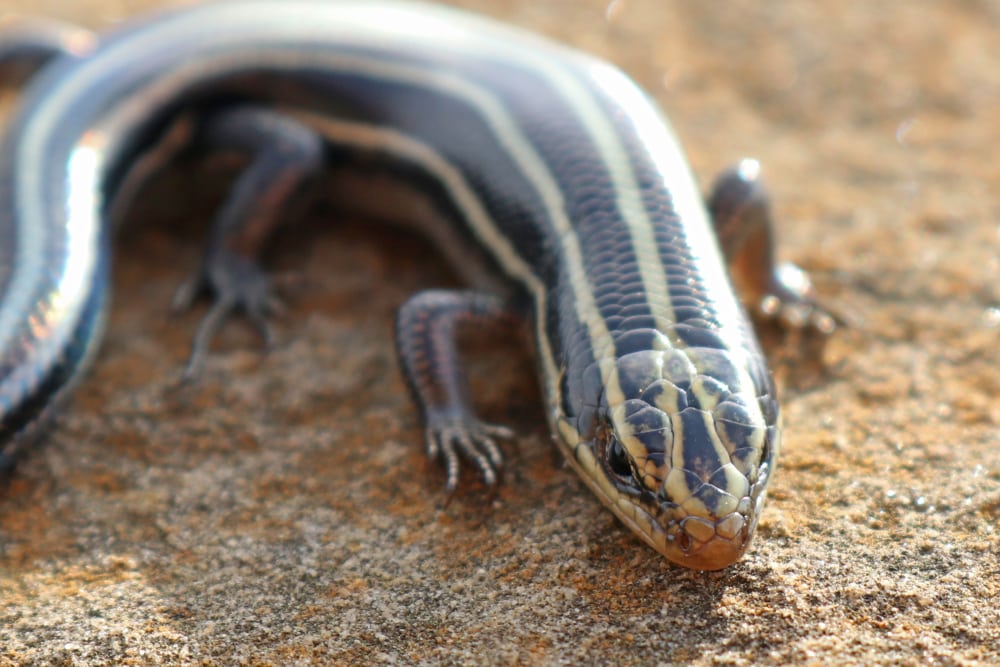 close up macro shot of a five-lined skink showings the 5 stripes on its body