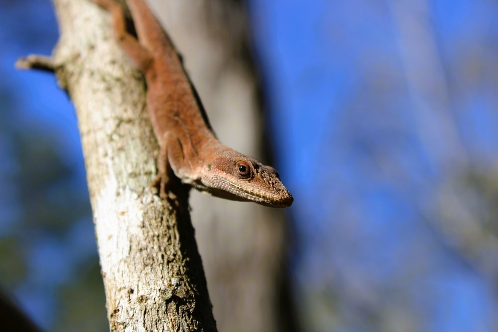 a brown colored green anole on a tree in Raeleigh, North Carolina
