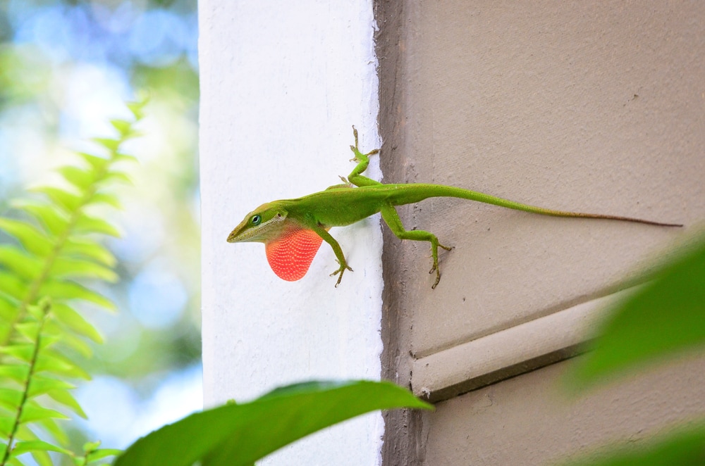 a green anole crawling on a wall