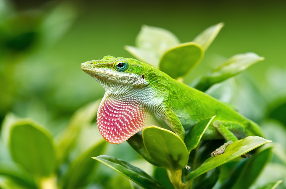 a green anole sitting on a plant with its pink dewlap showing
