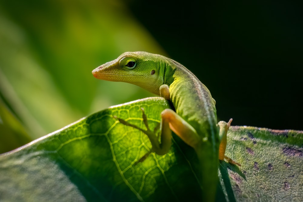 a juvenile green anole on a leaf in Raleigh, Nort Carolina
