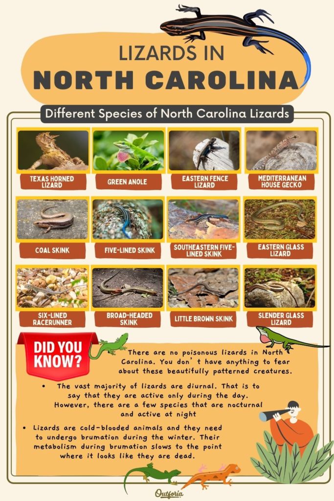 chart of the names and images of the lizards in North Carolina with fun facts