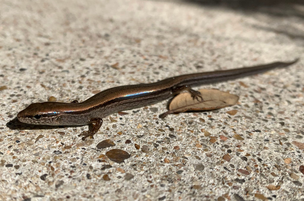close up image of a Little Brown Skink (Scincella lateralis) on concrete patio