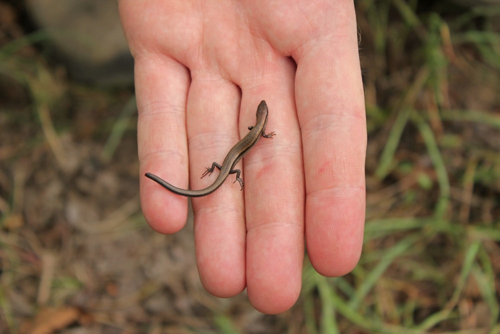 Little Brown Skink or Ground Skink (Scincella lateralis) held in hand