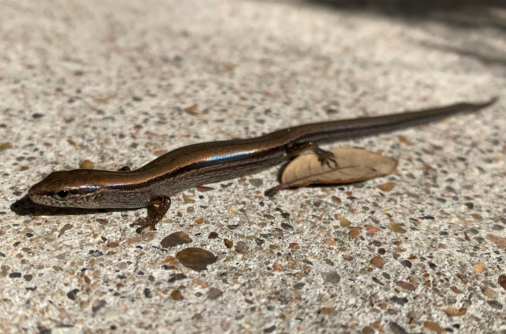 13 Species of Lizards in North Carolina Facts and Detailed Pictures