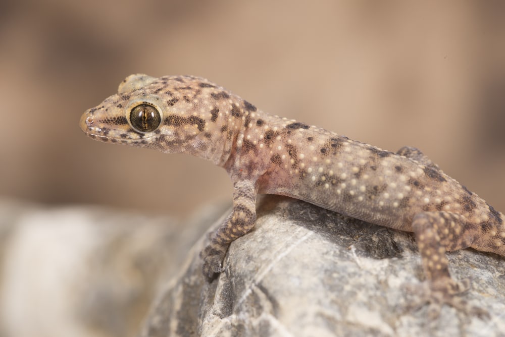 a Mediterranean house gecko on top of a rock showing lidless eyes