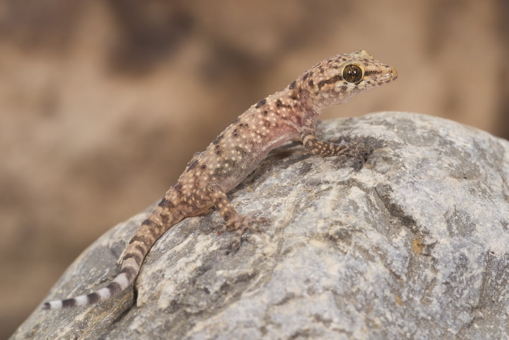 a Mediterranean house gecko on top of a rock