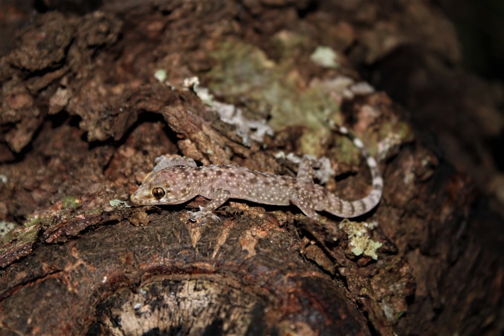 image of a Mediterranean House gecko on tree