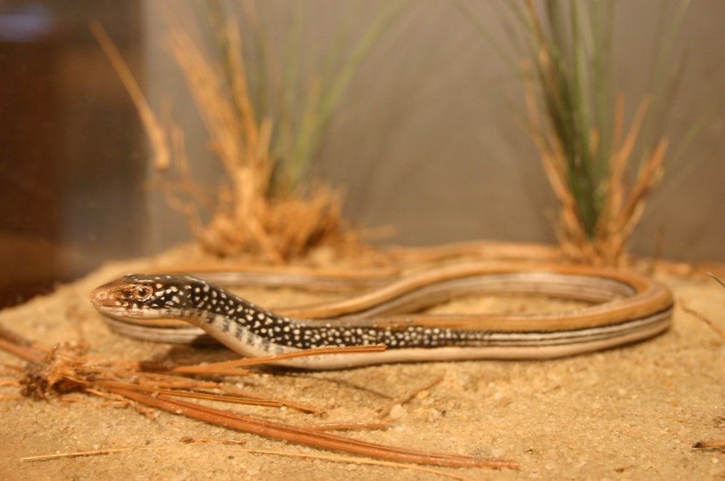 a mimic glass lizard inside a reptile terrarium