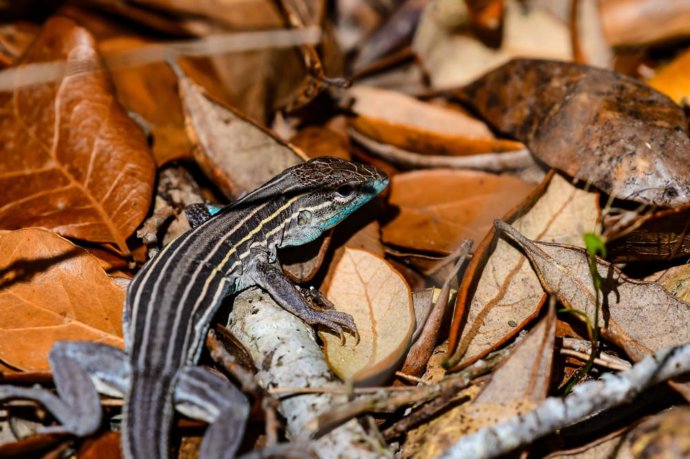 A Six Line Racerunner hiding in the leaves.