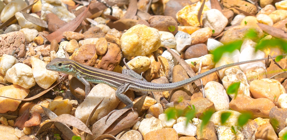Male six-lined racerunner. They are energetic, and fast moving, with speeds of up to 18 mph (29 kmh), darting for cover