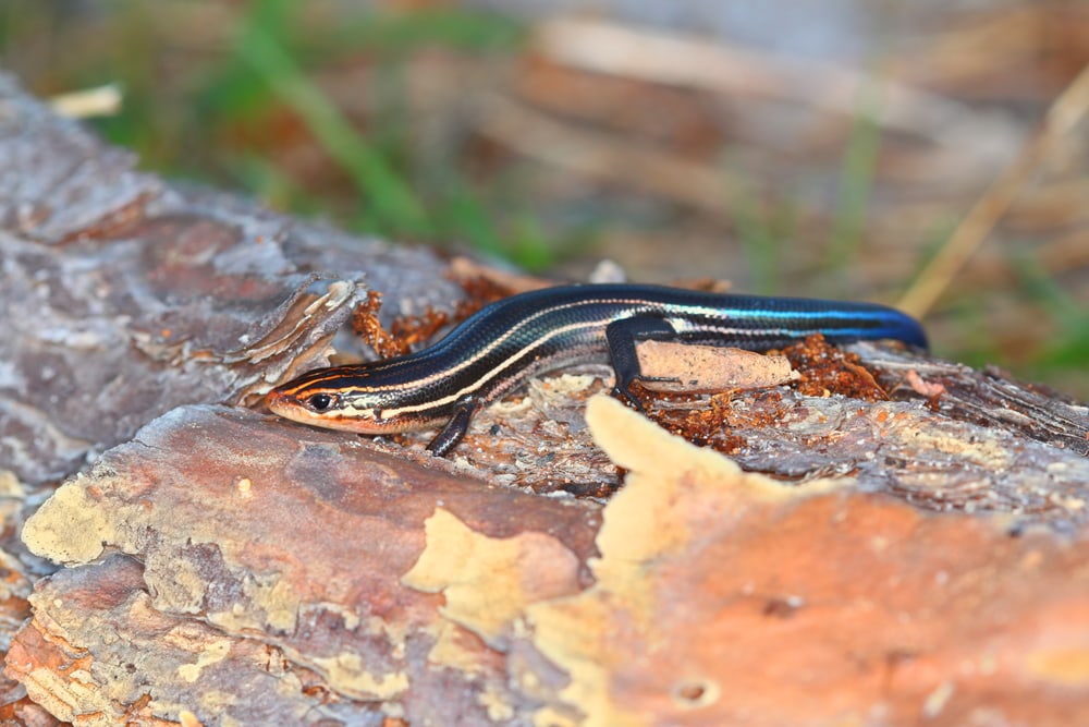 a juvenile southeastern five-line skink showing its blue tail