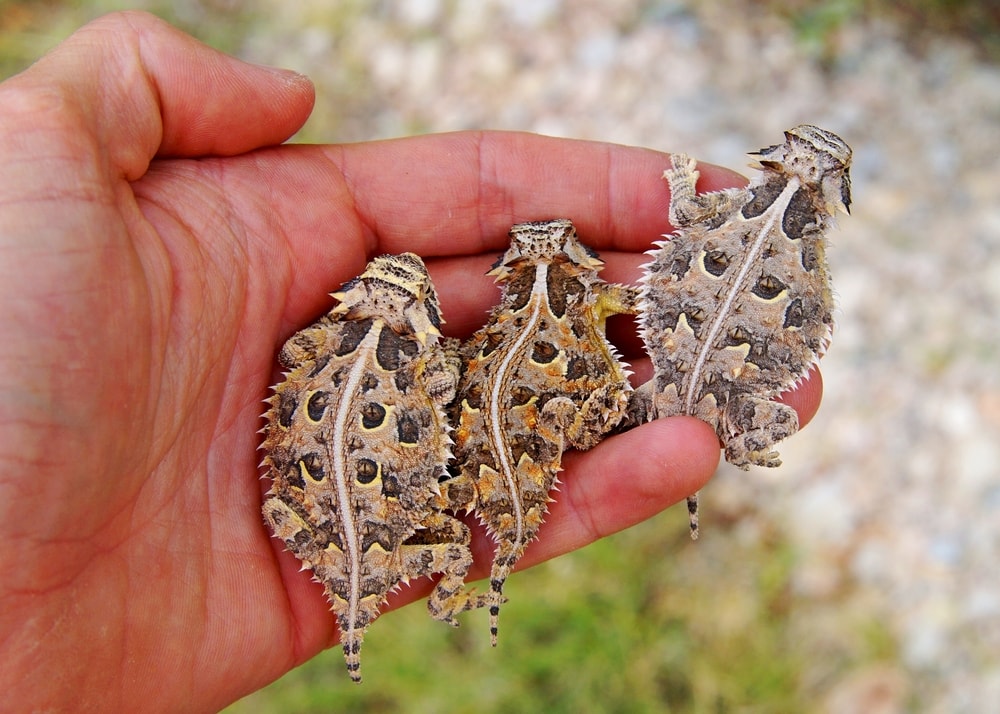 three Texas horned lizards in variety of color in a man's hand