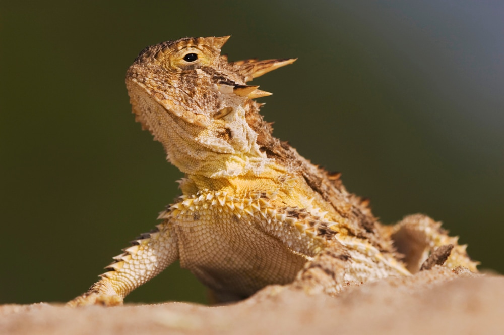 close up detailed image of a Texas horned lizard