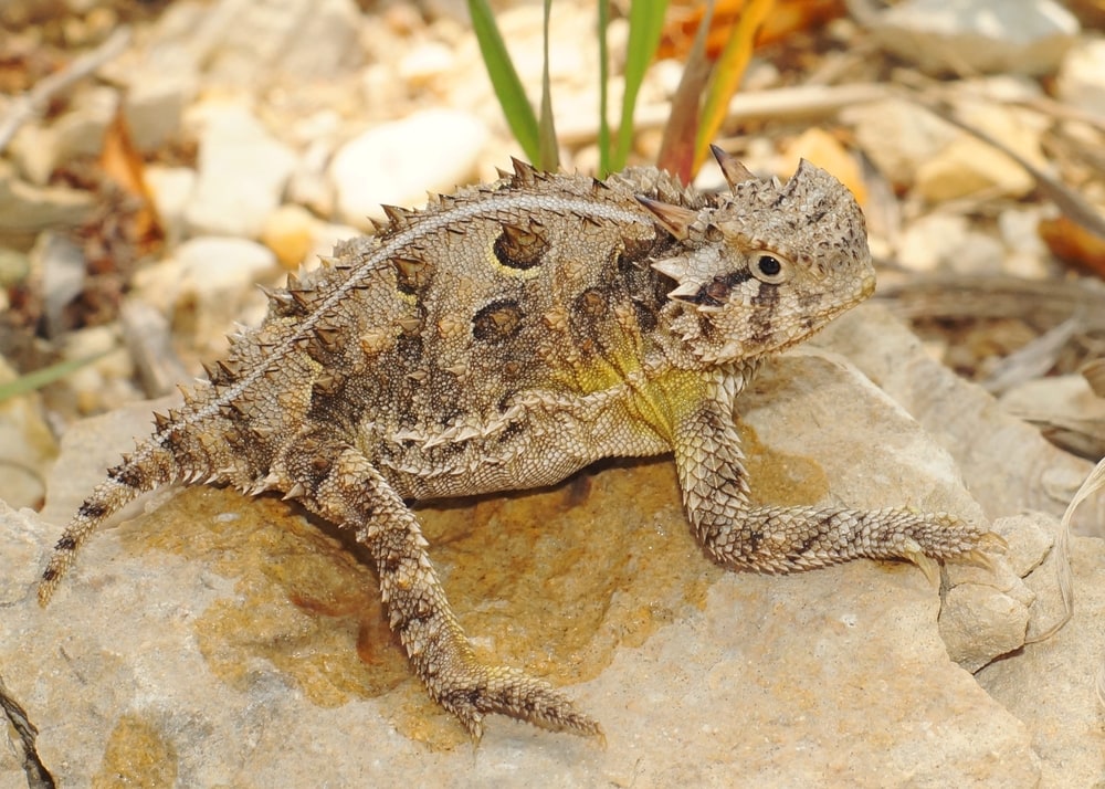 The spiky Texas Horned Lizard, Phyrnosoma cornutum on top of a rock