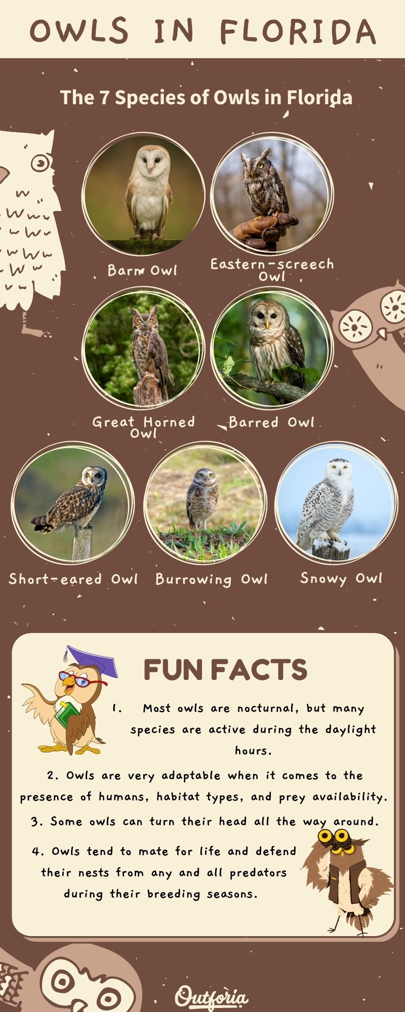 chart of owls in Florida with pictures and facts