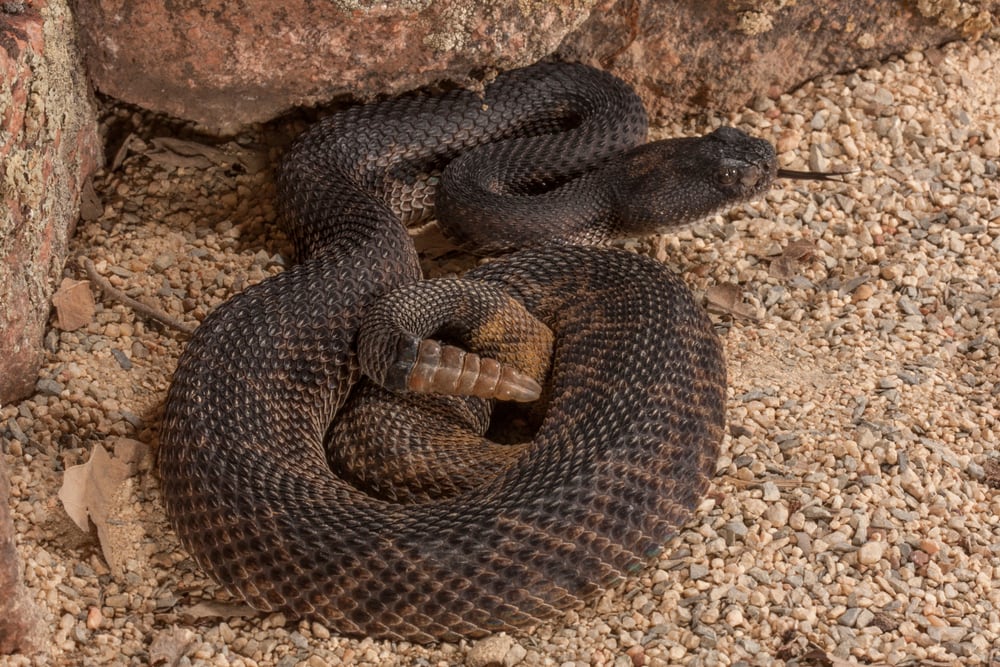 Crotalus cerberus, Arizona black rattlesnake close up image with  views of head, body, and rattle