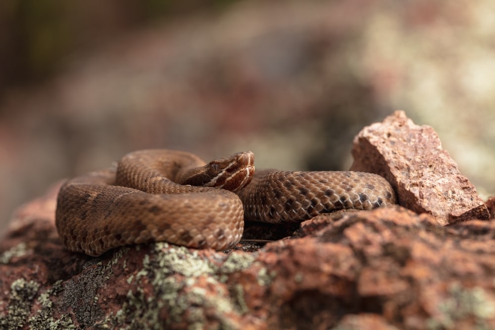 Arizona Ridge nosed Rattlesnake (Crotalus willardi) coiled on top of red rocks