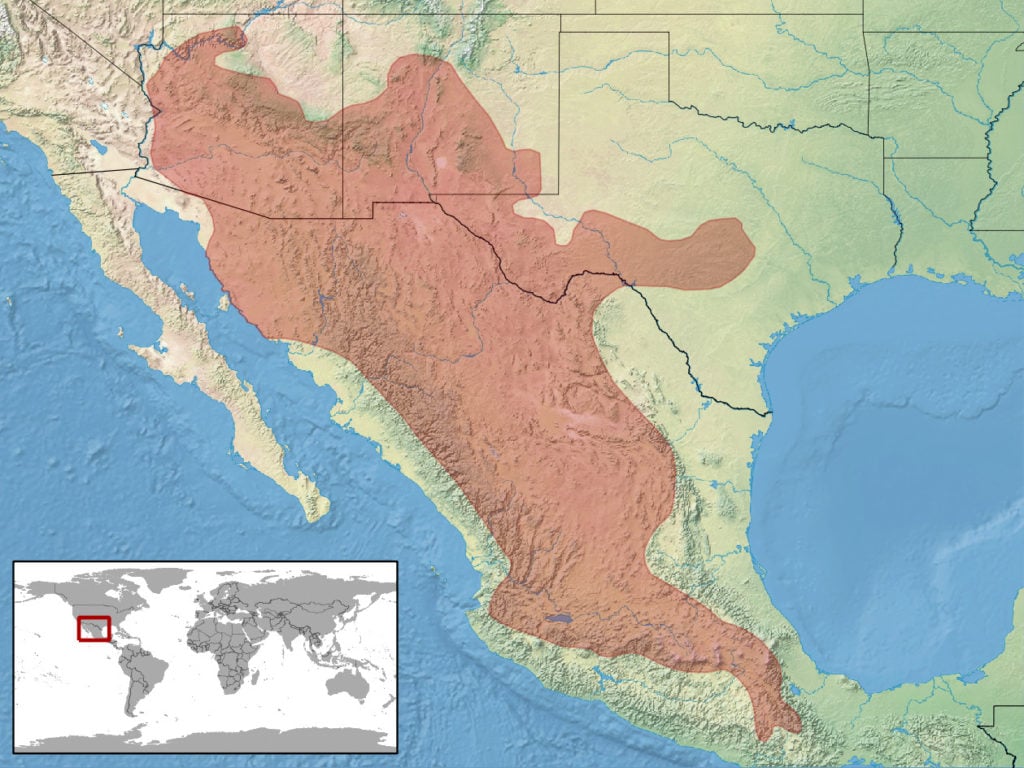 range map of black-tailed rattlesnake