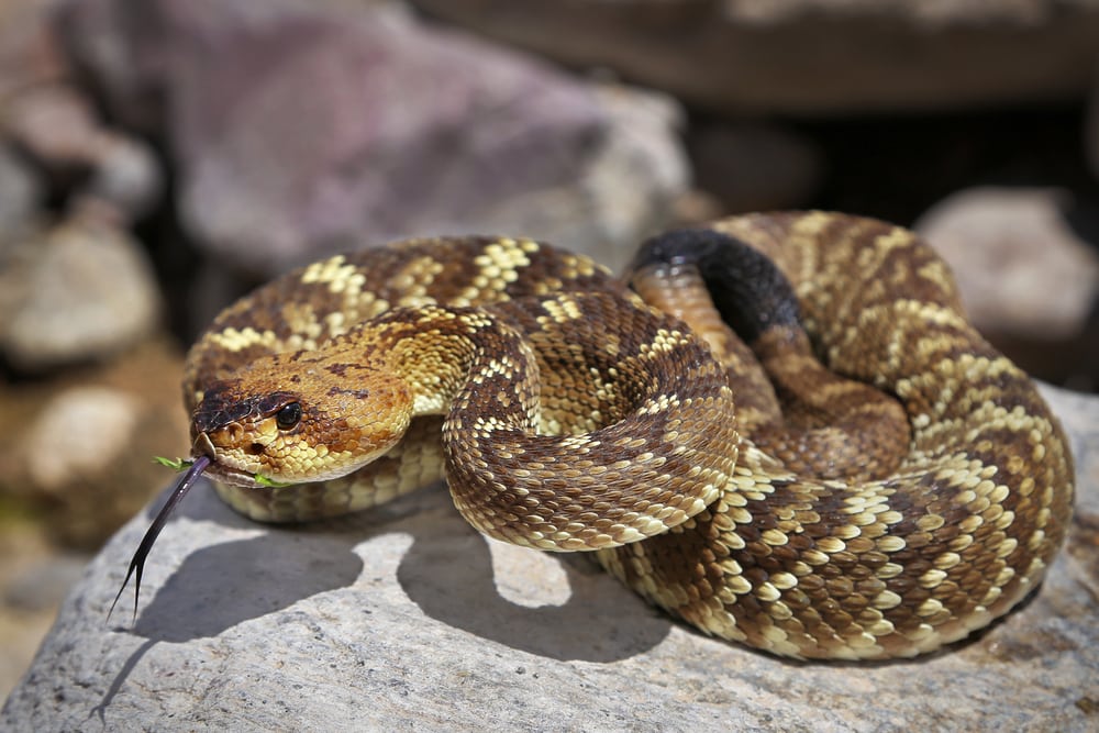 a black-tailed rattlesnake in Arizona showing its black tail that distinguishes it from other rattlesnakes