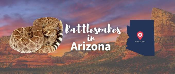 rattlesnakes in Arizona featured image